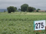 129880275b-rainfed-agriculture-cotton-dominant-soyabean.gif
