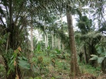 50933CIMG0449.JPG