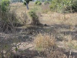26619DSC00269.JPG