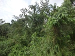 49661CIMG5998.JPG