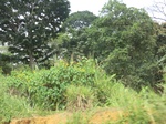 49579CIMG5916.JPG
