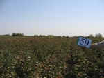 10284059-Irrigated (Surface water) cotton-b.jpg