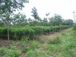 26184RIMG0236.JPG