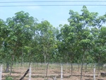 34592RIMG0058.JPG