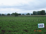 129620268d-irrigated-supplemental-lift-irrigation-mixedcrop-cotton-dominant-maize-chilli.gif