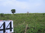 1049744-cropland-chena-abandant-1yr-a.gif