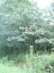 3244732347p80_s.jpg