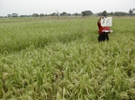12255GT076_Rice.jPG
