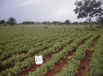 12026GT281_groundnut.JPG