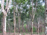 15875IMG_4422.JPG