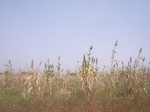 9053RIMG0131.JPG