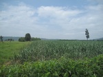 34420IMG_5402.JPG