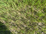 1803820091222_gt02b_Agriculture_Rice_Irrigated_Triple_Continous.JPG