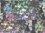 11686vp-083-Irrigated (Surface water) cotton-a.jpg