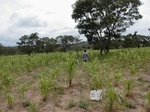 12167GT164_G_corn_after_Groundnut.JPG