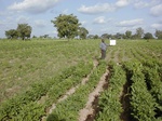 11967GT012_mais_rice_soya.JPG