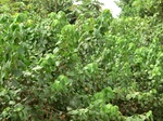 50566CIMG1195.JPG