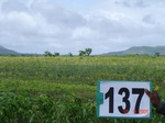 68760137c-rainfed-agriculture-mixed-croping-soyabean-maize.jpg