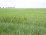 26223RIMG0190.JPG