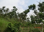53343CIMG6629.JPG