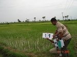 12444011a-irrigated-canal-rice.gif