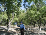 10201027-Orchards (Surface water) apricot-b.jpg
