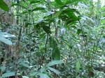 47036CIMG3373.JPG