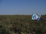 8107067-Irrigated (Surface water) cotton-b.jpg