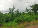 55882CIMG6572.JPG