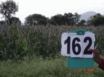 125960162c-rainfed-hilly-agriculture-millet-dominant-pomogranate-orchard.gif