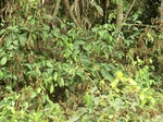 48306CIMG4643.JPG
