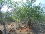 528027042008(75).JPG