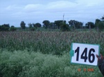 69050146d-irrigated-supplemental-groundwater-plantation-banana-dominant-sapota-millet.jpg