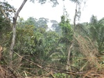 49013CIMG5350.JPG