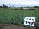 68850140c-irrigated-supplemental-major-lift-irrigation-mixedcrop-soyabean-sorghum-maize-cotton.jpg