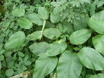 20027P1010877.JPG