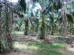 50640CIMG1269.JPG