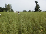 12115GT116_Cassia_fallow.JPG