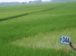 132380344b-irrigated-canal-rice.gif