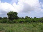 1180954-cropland-chena-bringal-c.jpg