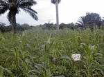 12023GT278_mais_groundnut.JPG
