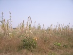 9055RIMG0133.JPG