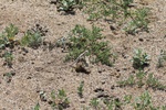 38830Canon Aug 1 106.jpg