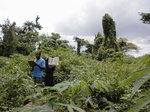 12274GT174_weedy_cassava.JPG