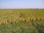 442220071010gps 109.jpg