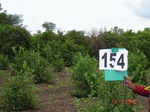 125700154c-irrigated-supplemental-groundwater-sugarcane-dominant-lemon-orchard.gif