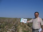 8085056-Irrigated (Surface water) cotton-b.jpg