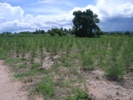 26210RIMG0262.JPG