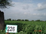 128080226b-rainfed-agriculture-sorghum.gif