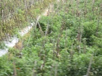 14762IMG_5154.JPG